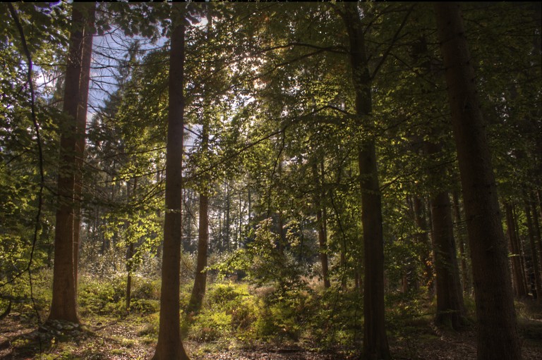 Vorschau für wald1_fattal.png