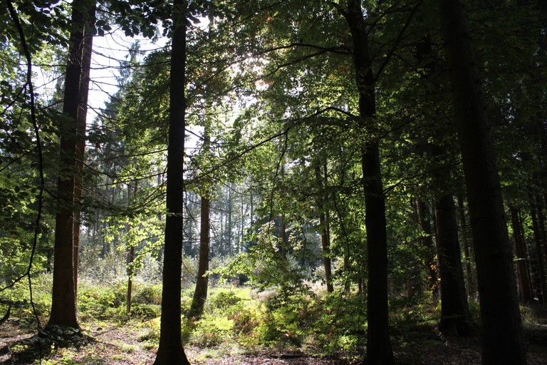 Vorschau für wald1_original_ldr.jpg